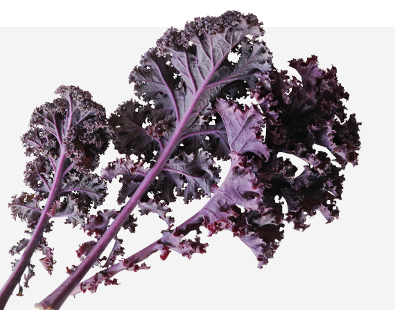 Scarlet Kale