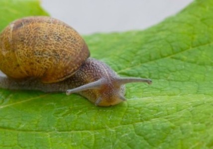 Snail+Slug Asset