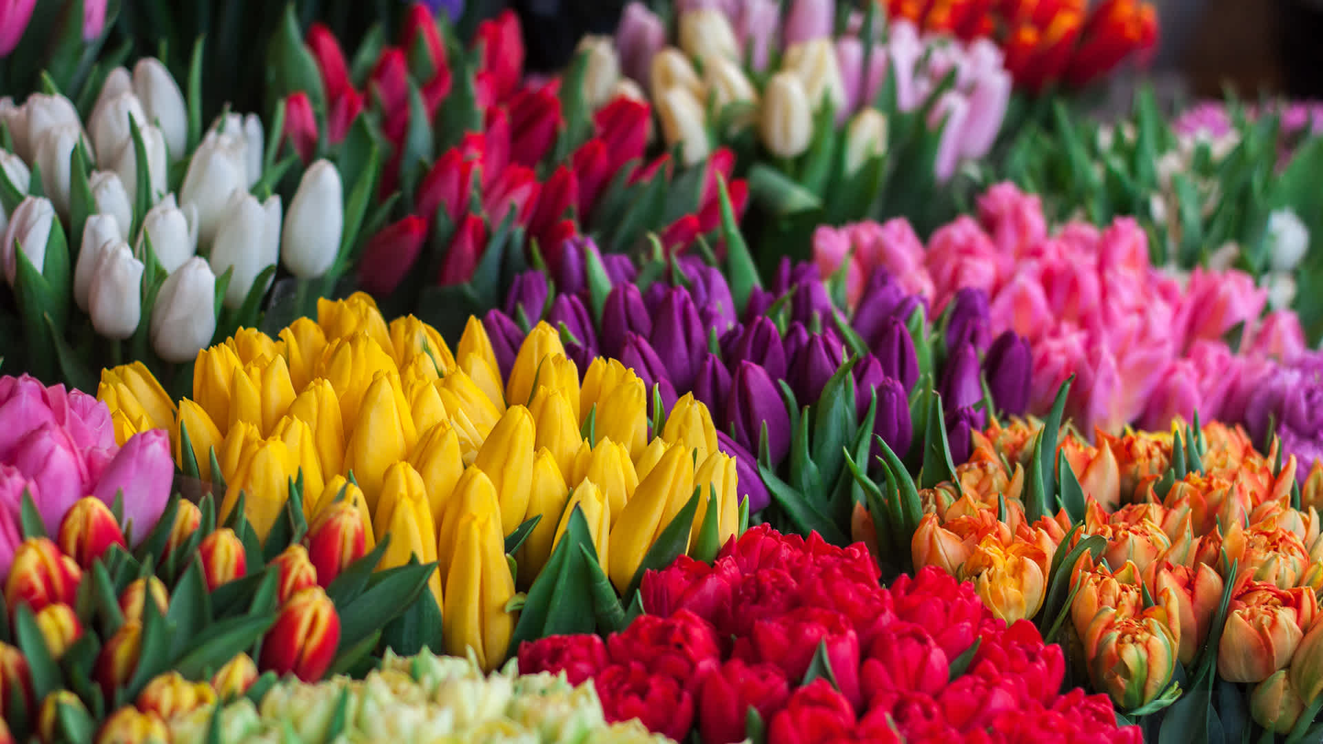 Fresh flowers-1