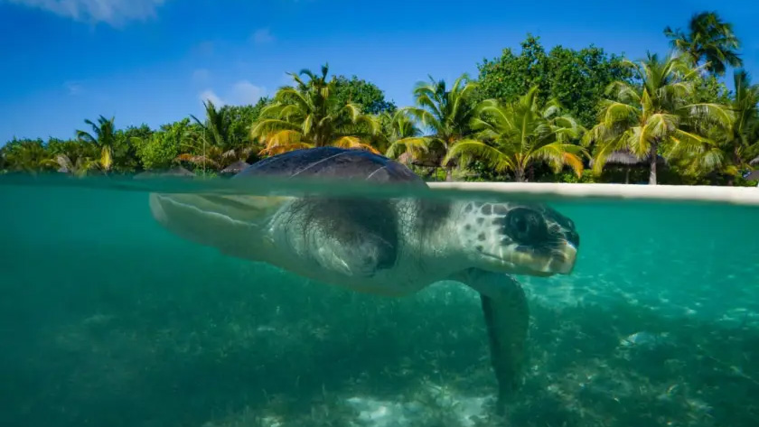 IAG Cargo and Sealife image