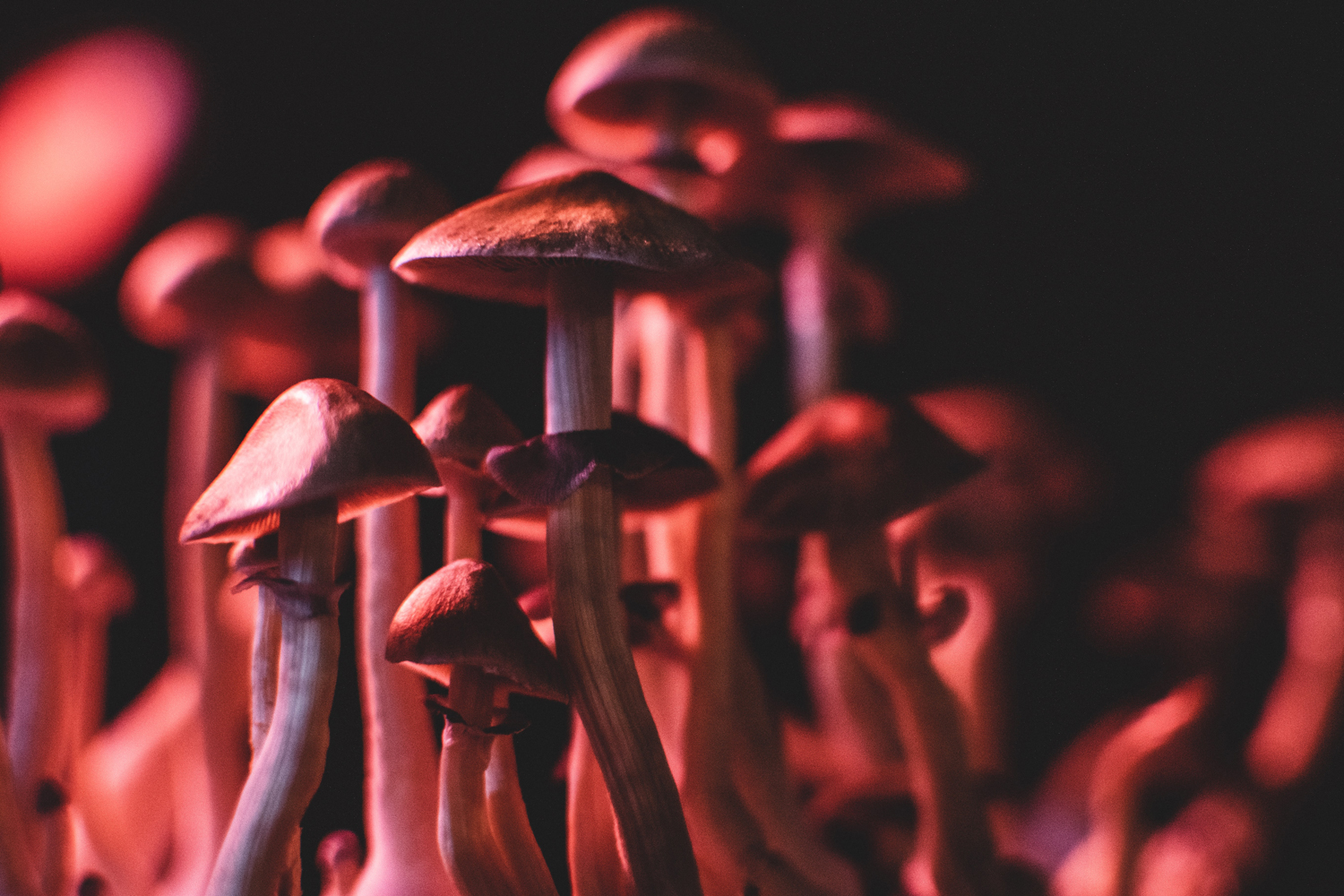 curating-music-for-psilocybin-research-2