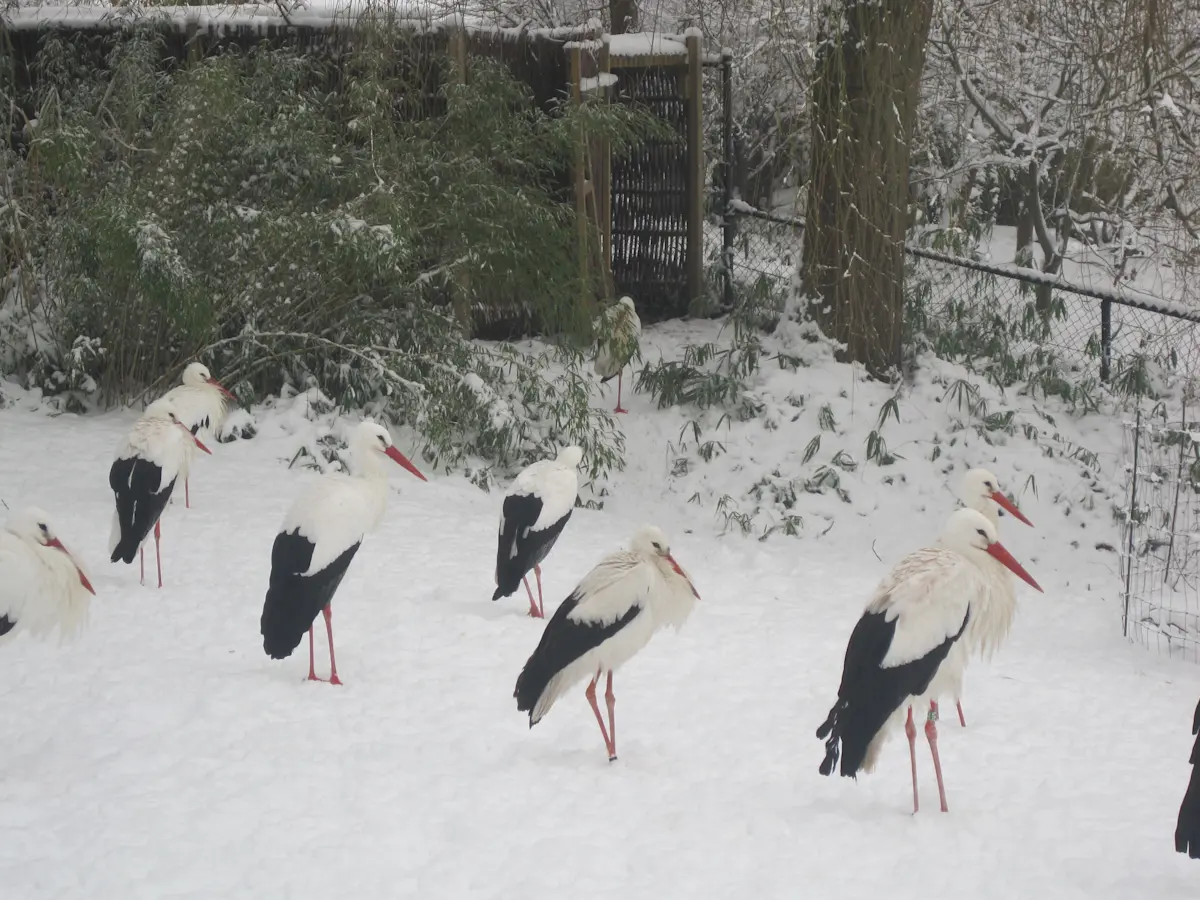 Wat te doen in Arcen in de winter?