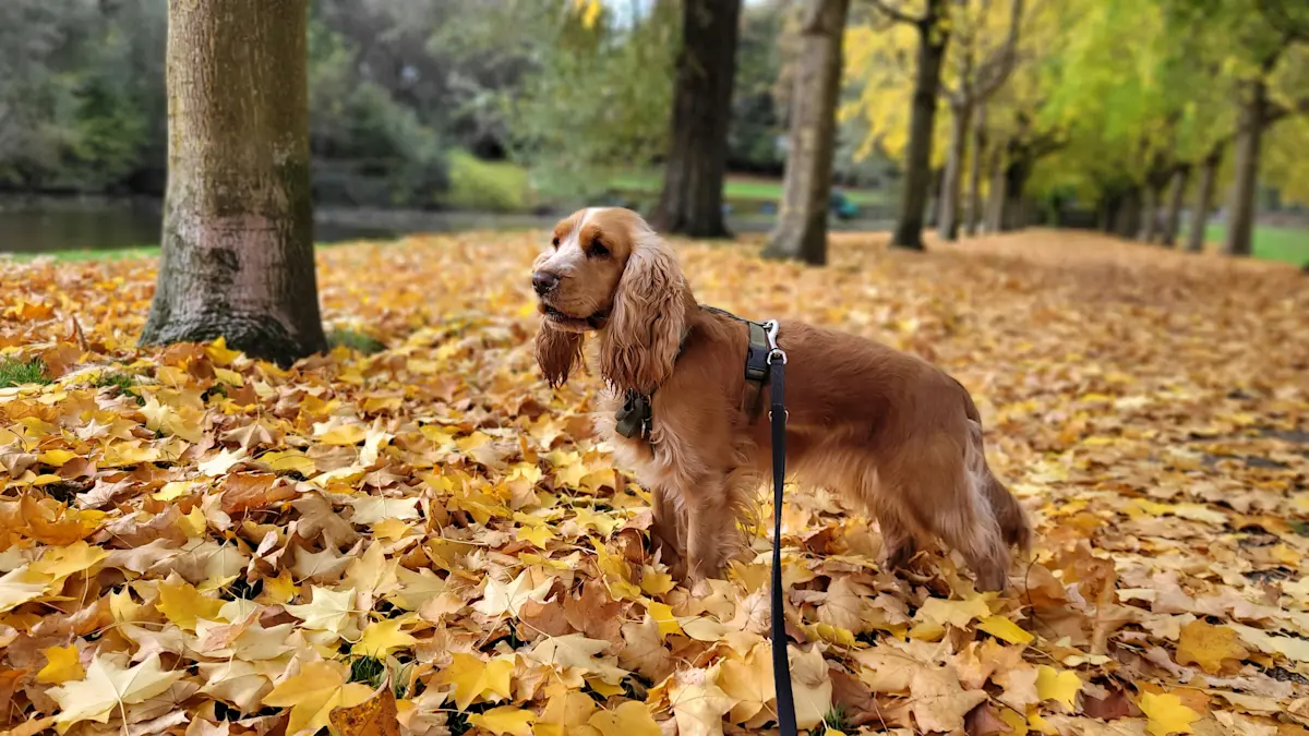 Wat te doen in Vaals in de herfst