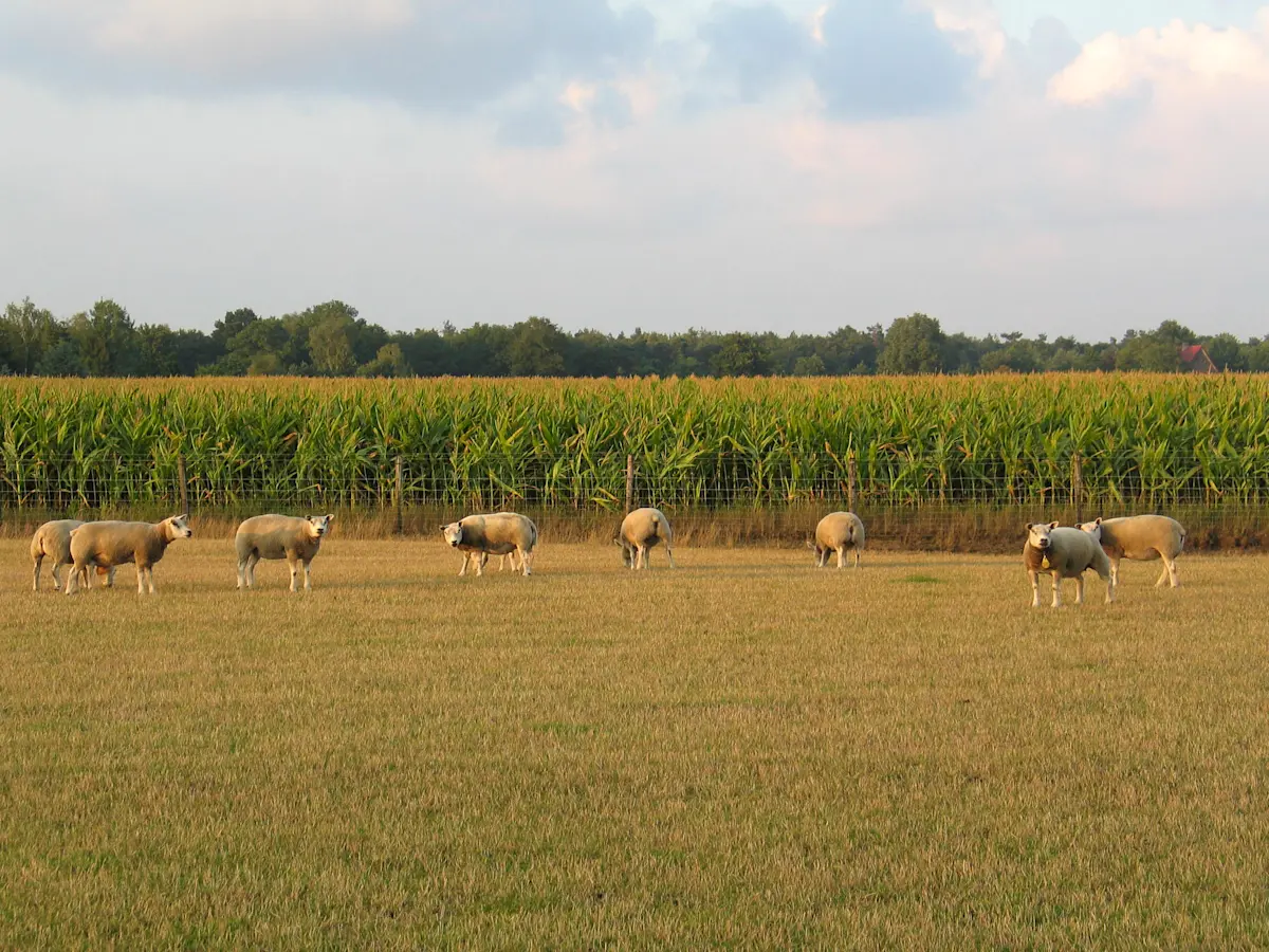 Wat te doen in Voorthuizen in de zomer