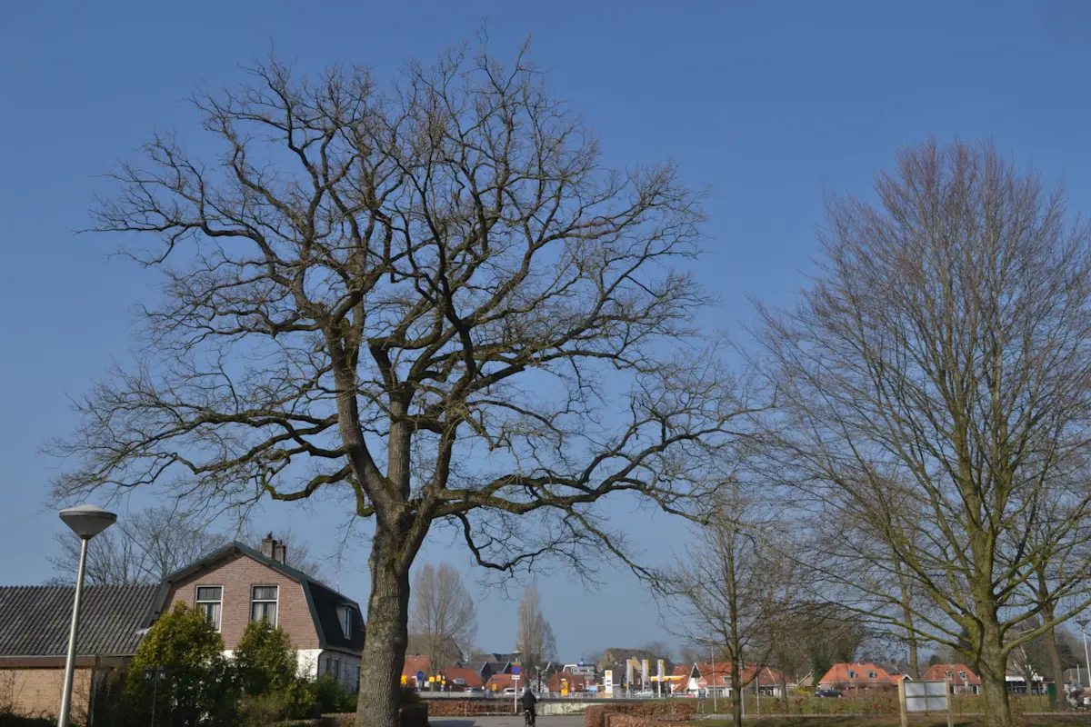 Wat te doen in Ommen in de winter