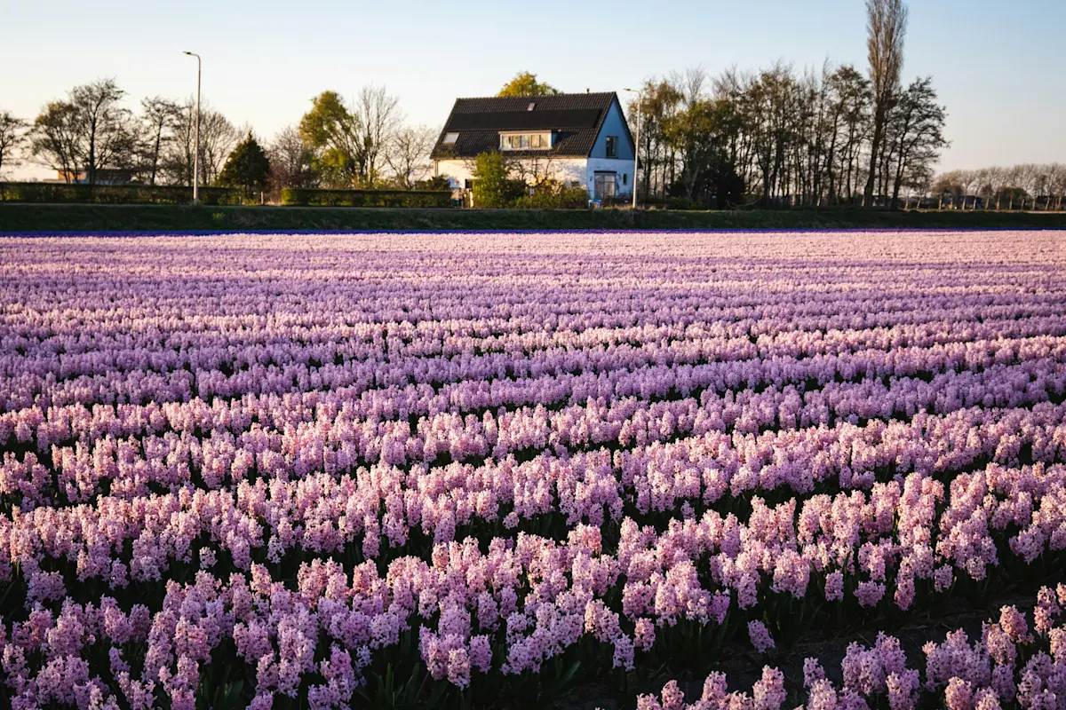 Wat te doen in Noordwijk in de lente
