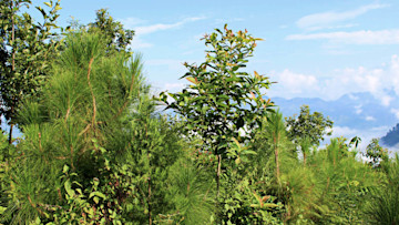 Wald in Nepal
