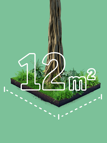 12 Quadratmeter Regenwald
