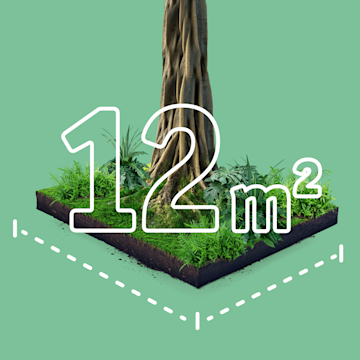 12 Quadratmeter Regenwald