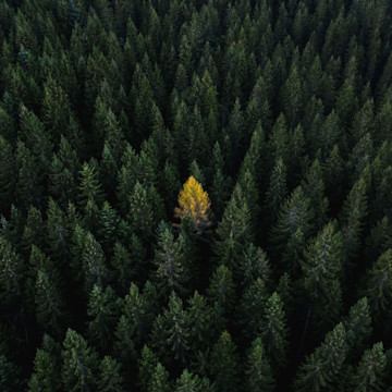 Dichter Wald