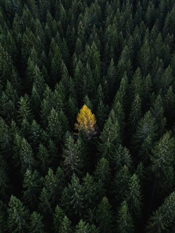 Dichter Wald