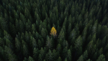 Dichter Wald