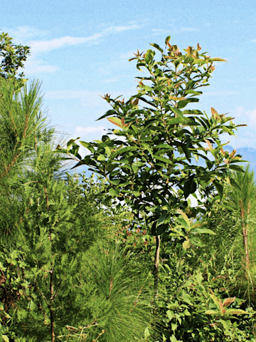Wald in Nepal