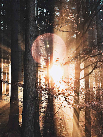 Lichtdurchfluteter Wald