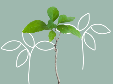 Illustration eines Zweiges