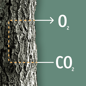 Baum wandelt CO2 in Sauerstoff um