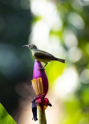 Measuring nature with the Robeco Biodiversity Traffic Light