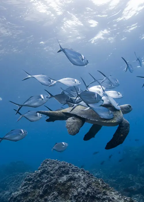 Biodiversity Investing