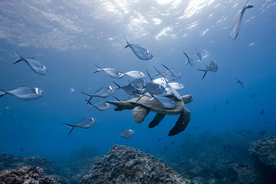 Alles Wichtige über Investments in Biodiversität