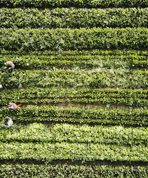 Food and agriculture