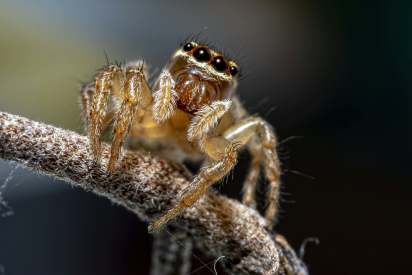 The Urban Environment Is Creating Super-Sized Spiders - Bloomberg