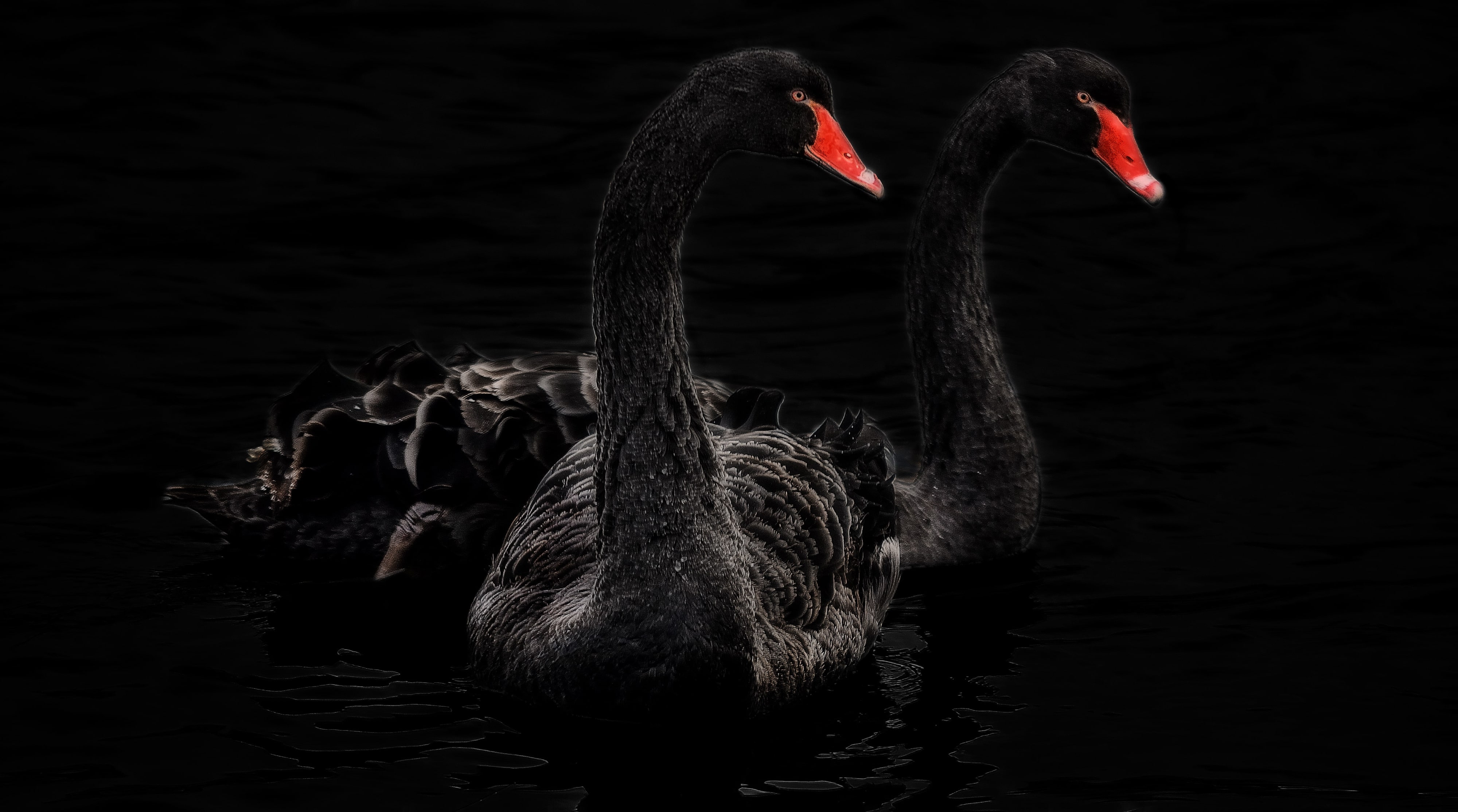 Bird black swan feathers neck water 1242x2688 iPhone 11 ProXS Max  wallpaper background picture image