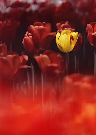 Enhanced Indexing et investissement passif : Blanc bonnet, bonnet blanc ? Pas tout à fait