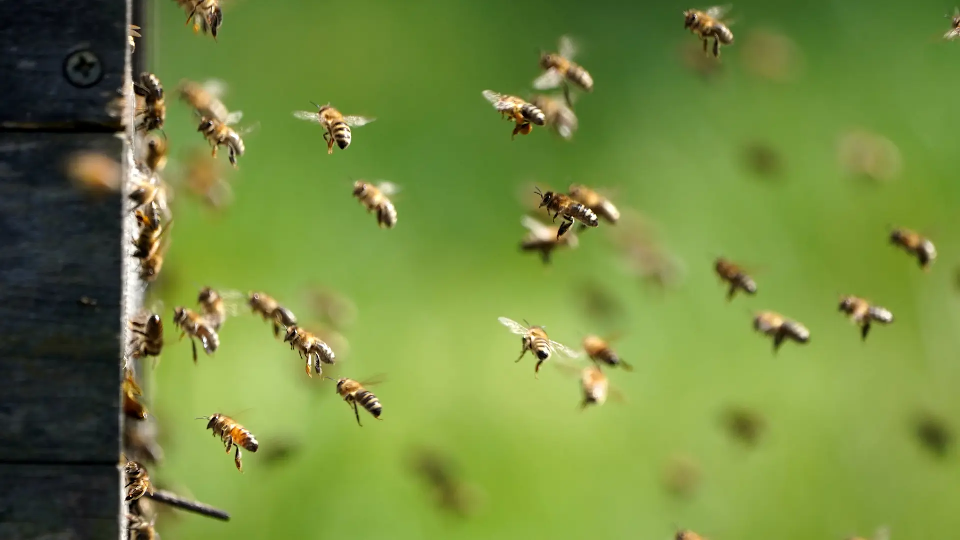 Nature & biodiversity