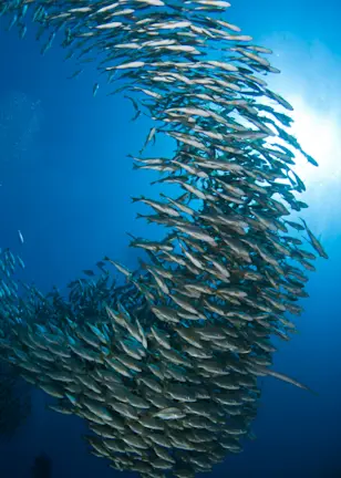 Ocean health engagement leads Q4 Active Ownership report