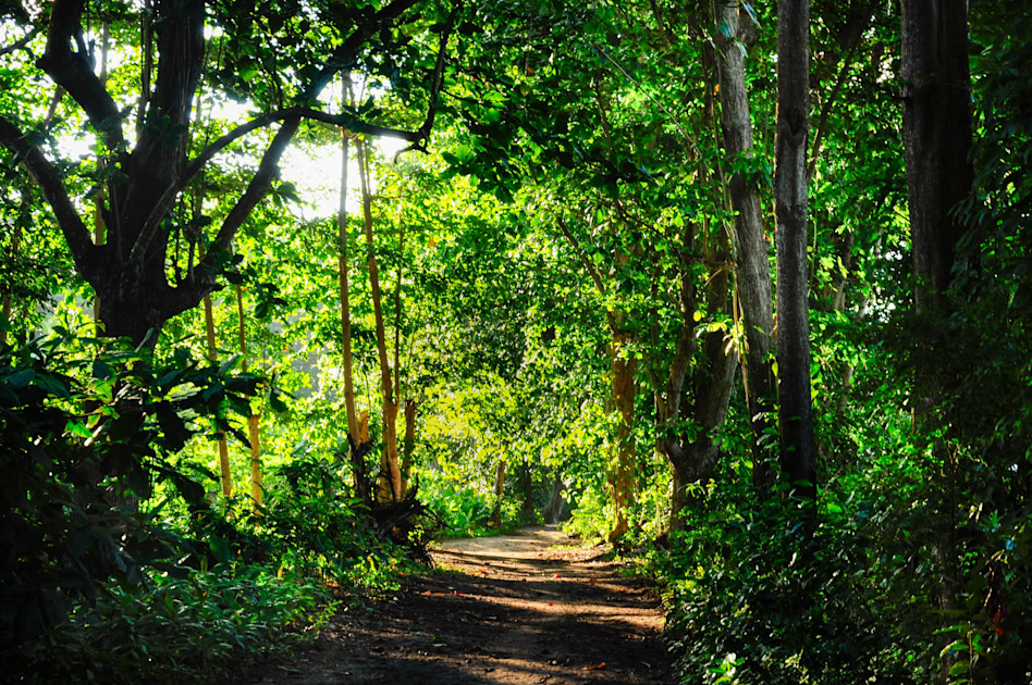 si-dilemma-how-do-you-see-the-wood-for-the-trees-robeco-usa