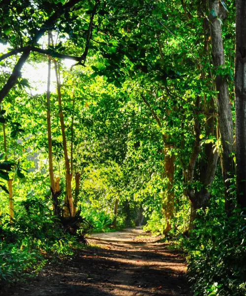 Dilema 7: ¿Cómo evitamos que los árboles no nos dejen ver el bosque?