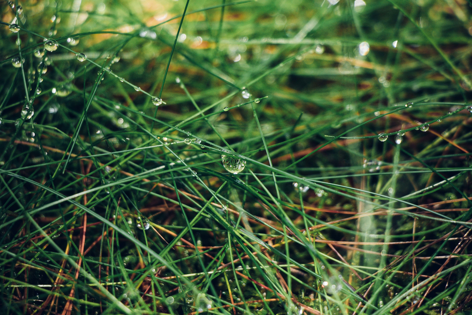 The greenium in high-rated euro bonds | Robeco Global