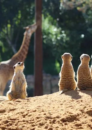 我们压缩了“因子动物园”