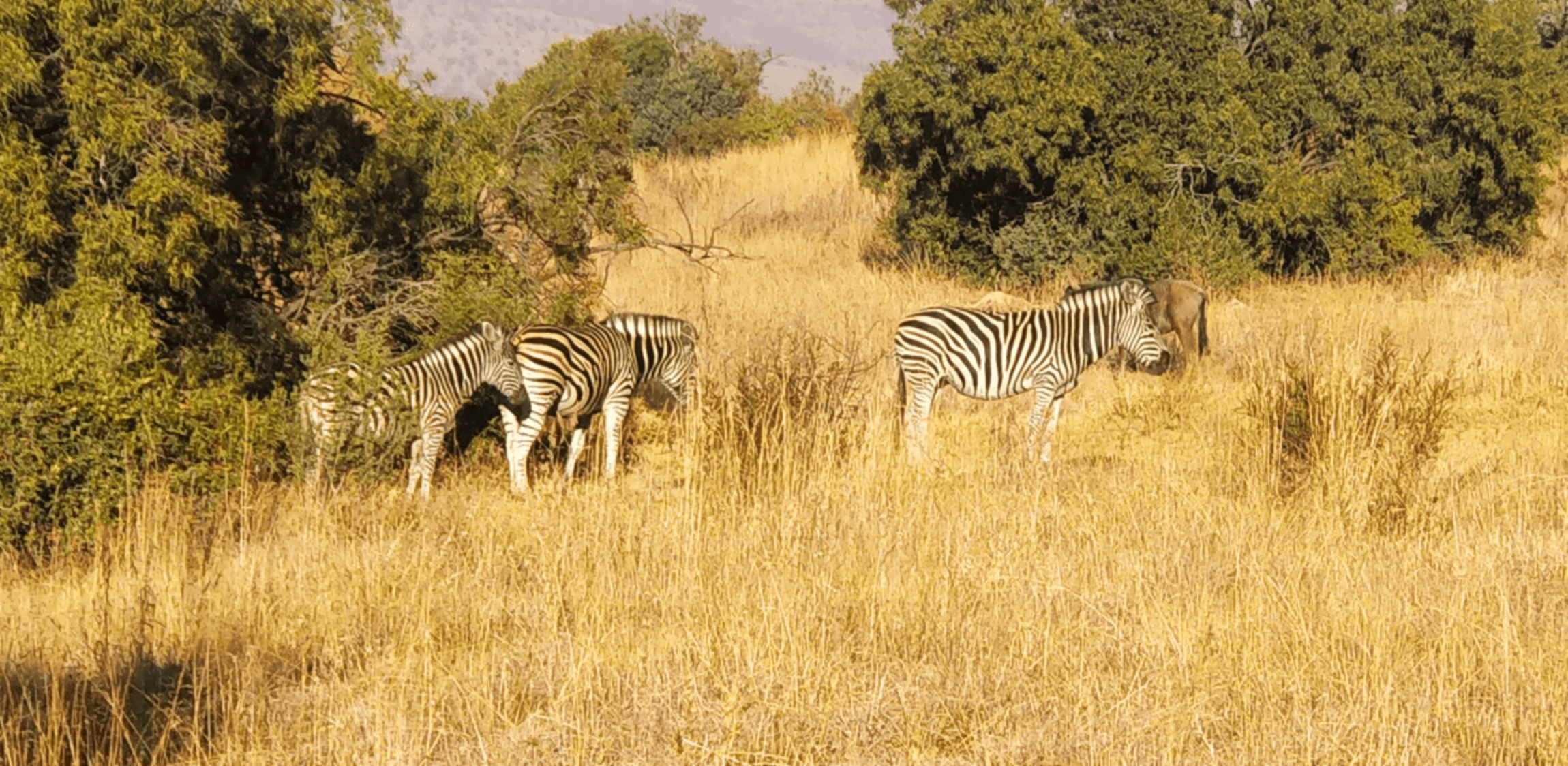 Een graslandschap met daarop enkele wilde zebra's in Zuid-Afrika