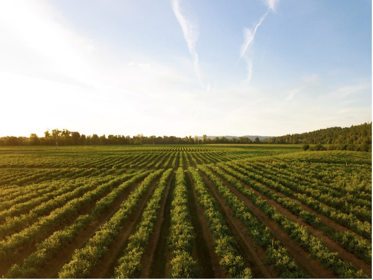 4 Mistakes to Avoid When Selling Grain in the Markets