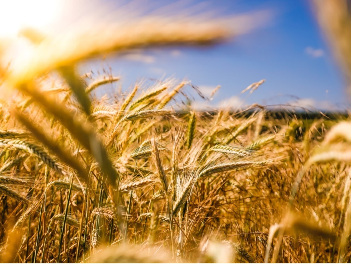 How Do I Invest in Grain? Your Go-To Guide for Grain Investment