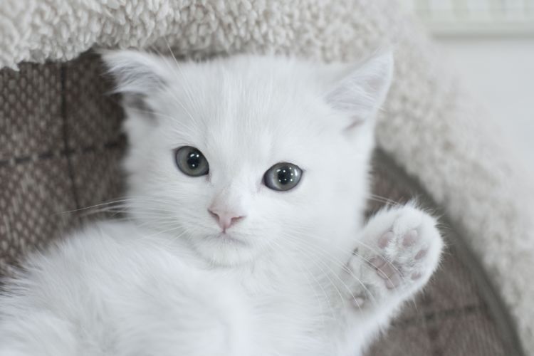 Why Are Cats So Cute: ????Factors Behind Feline Cuteness – Basepaws