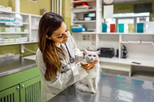 How Often do you Take a Cat to the Vet?