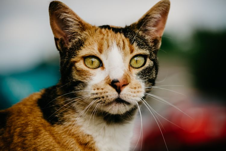 Calico cat personality