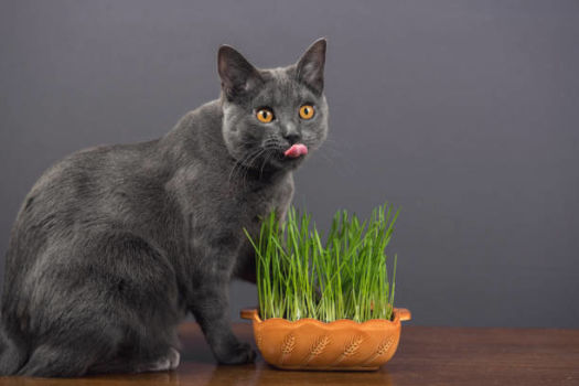 Why do cats eat grass