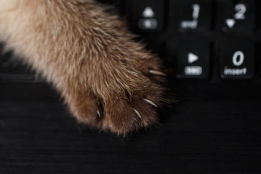 How to trim cat nails
