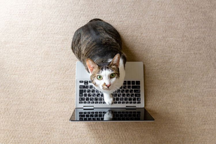 Are cats smart? Understanding Their Cognitive Abilities