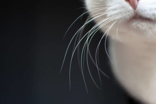 Why do cats have whiskers