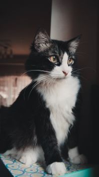 Black and White Cat Names
