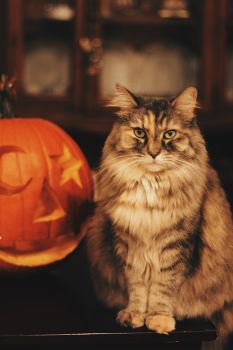Halloween Cat Names for Your Pet