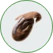 pngkey.com-cocoa-bean-png-4171105