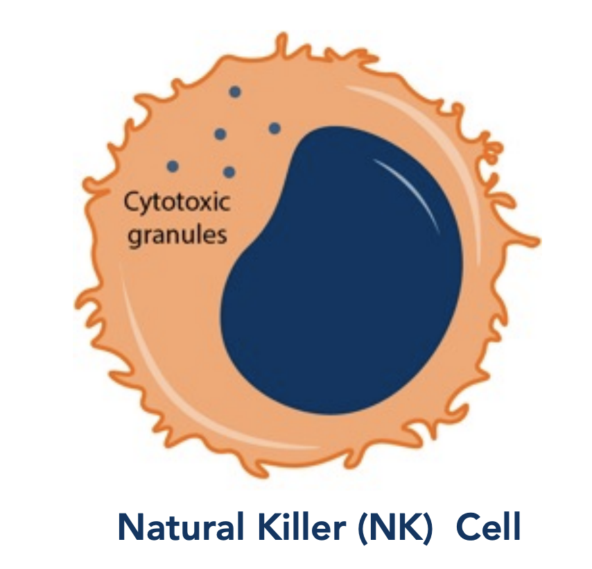Nk Cell