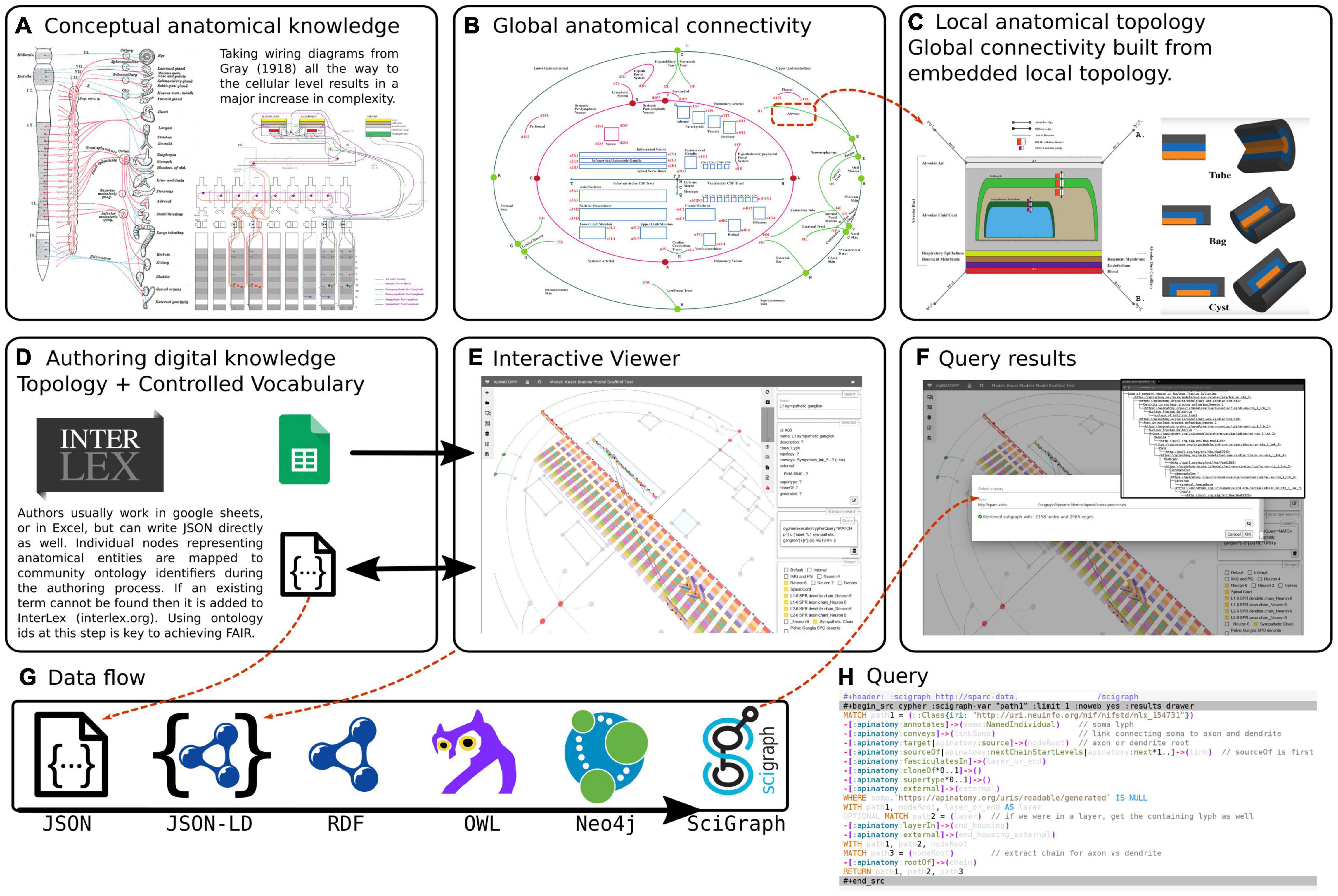 ApiNATOMY infrastructure overview