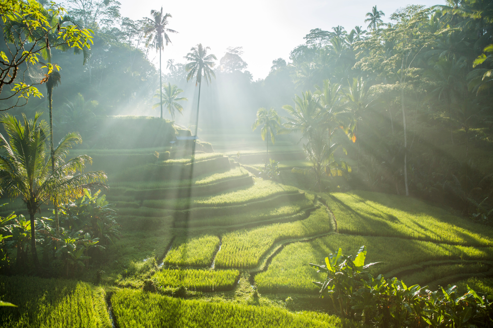 Bali (1)