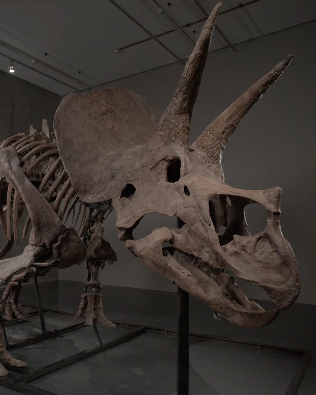 Trey – Sub-Adult Triceratops Skeleton | TREY The Triceratops